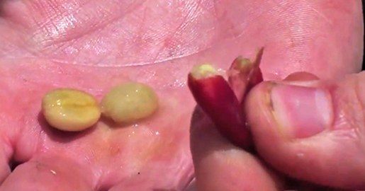 extracted tanzania-coffee beans Tanzania coffee