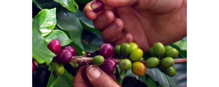 colombian coffee