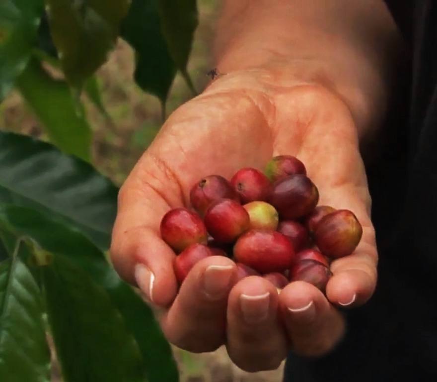 Kona-Coffee Kona Coffee