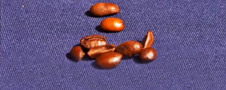 blue mountain coffee