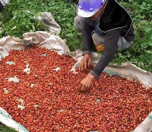 Sulawesi-Coffee sulawesi coffee